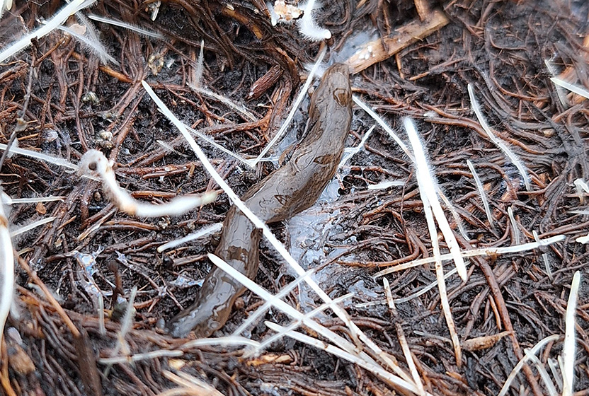 bild på lövplattmasken